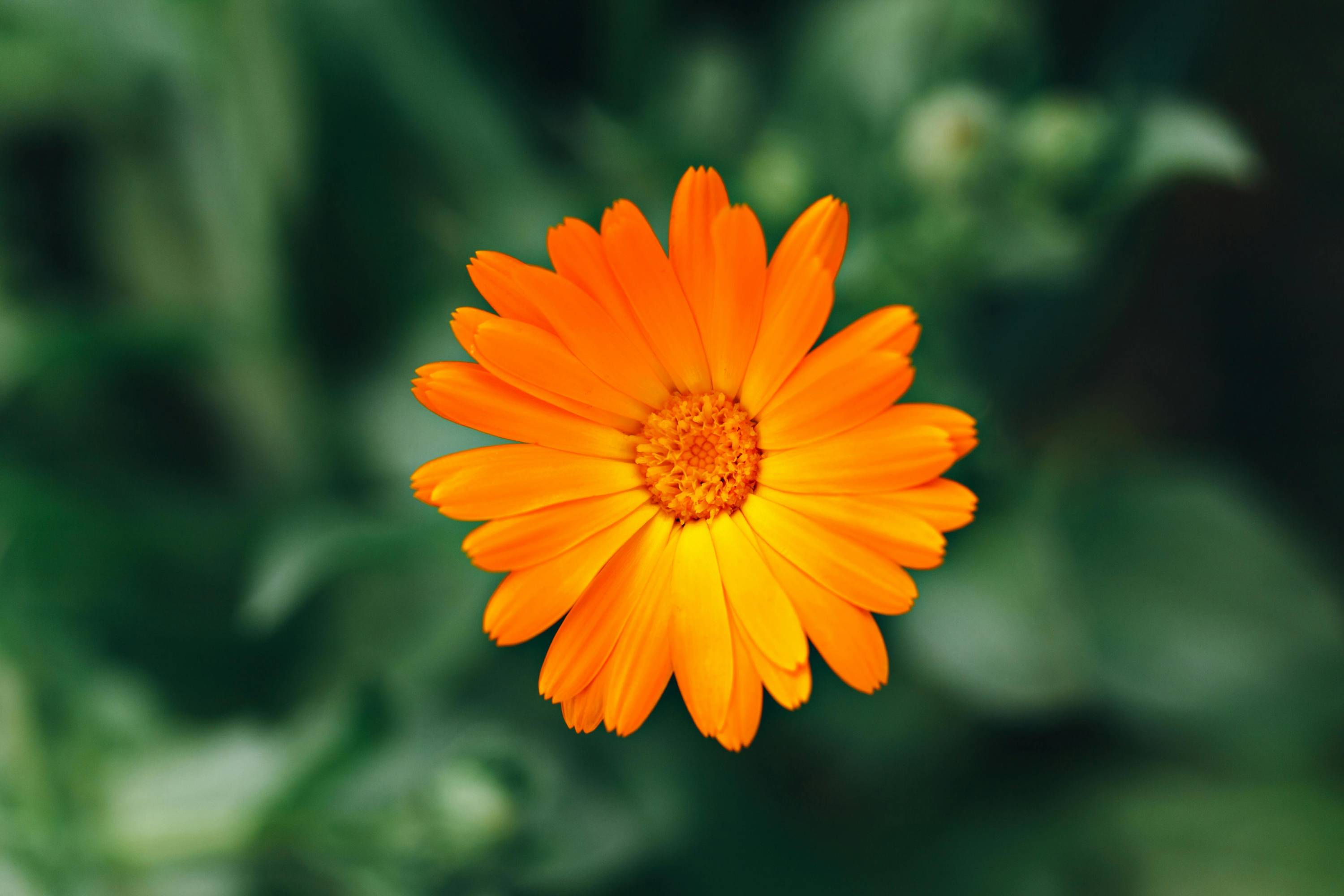 Ringelblumenblüte in Orange